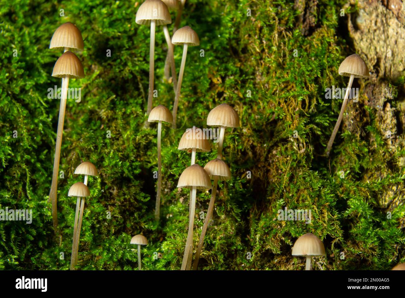 Pilze Mycena galopus wächst auf grünem Moos im Wald. Stockfoto