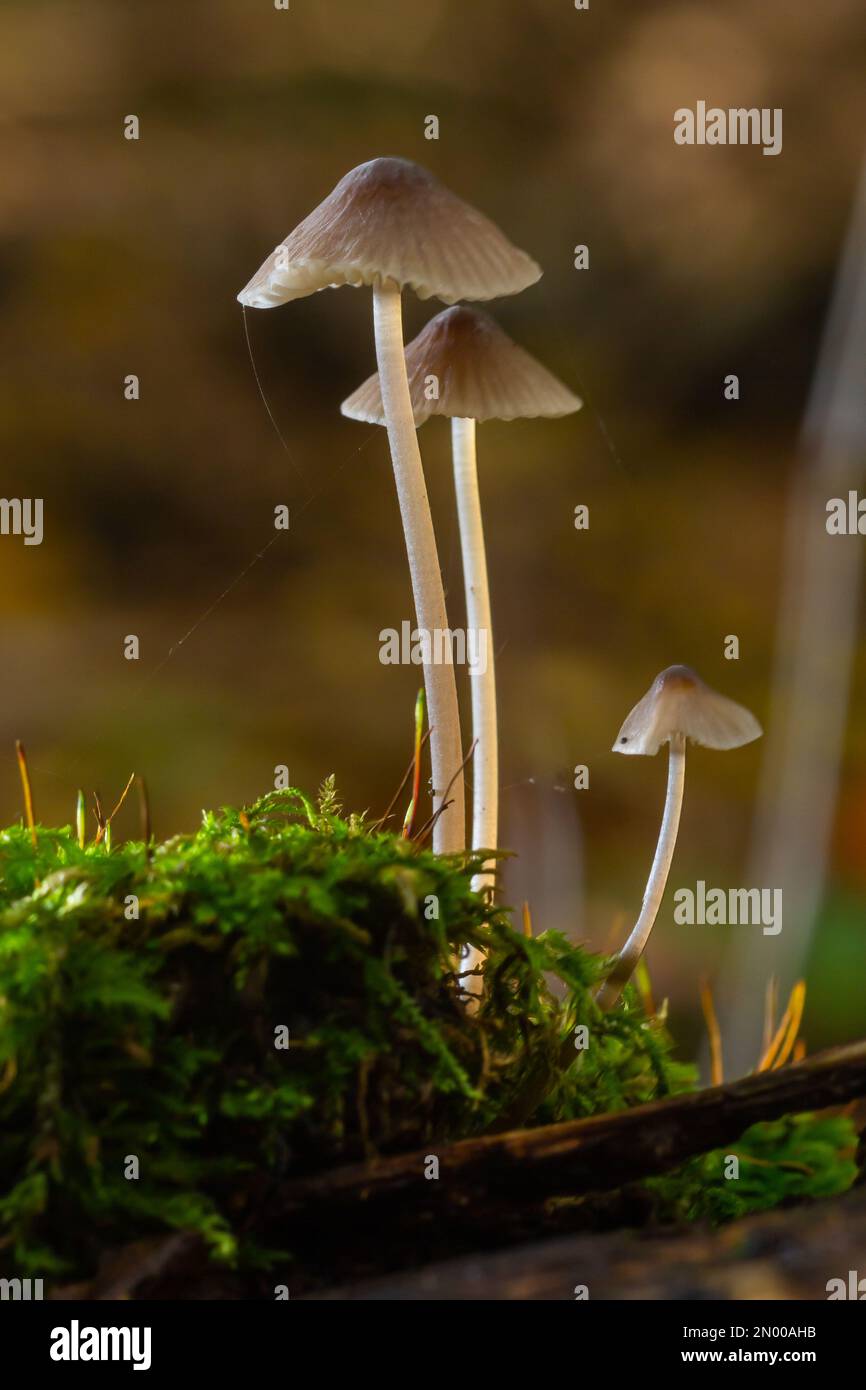 Pilze Mycena galopus wächst auf grünem Moos im Wald. Stockfoto