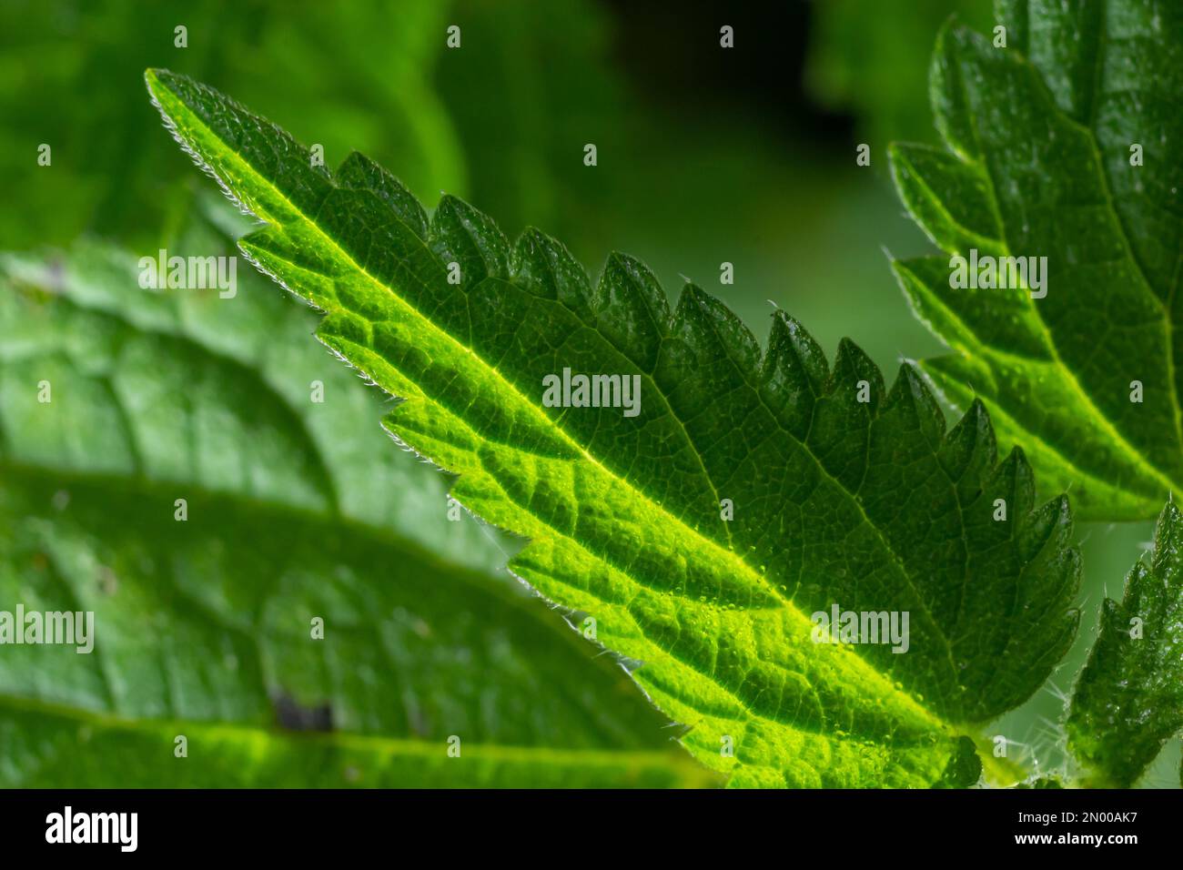 Urtica dioica oder Brennnessel im Garten. Stachelnessel, eine Heilpflanze, die als blutende, diuretische, antipyretische, Wundheilung verwendet wird, Stockfoto