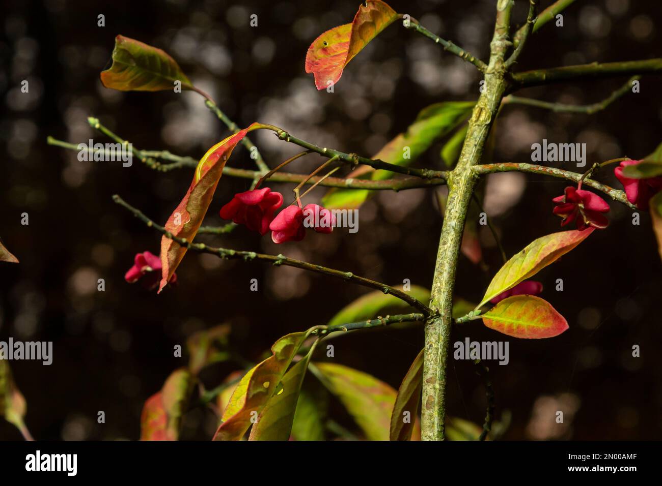 Euonymus europaeus - Spindelstrauch auch Europäischer Spindelbaum. Sträucher mit graubrauner Rinde, stumpfe Äste, Lanzeolat und Serratenblätter, Fruchtwitze Stockfoto