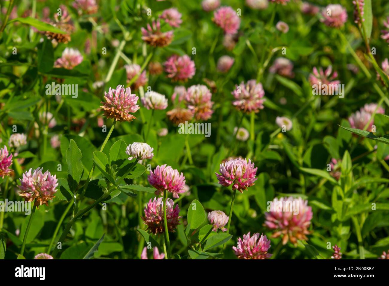 Blüten von Alsikenklee Trifolium hybridum auf grüner Sommerweide. Stockfoto