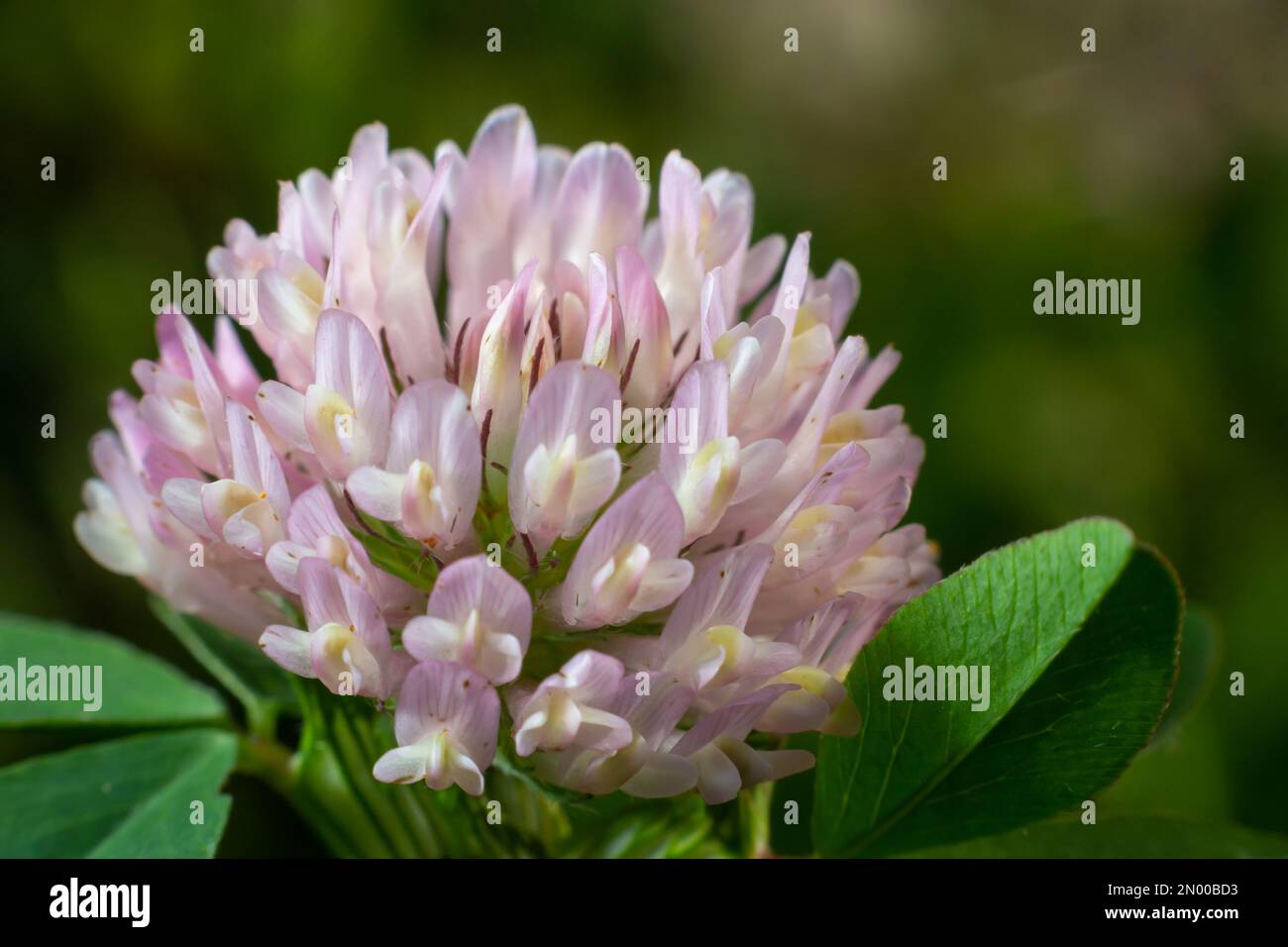 Makroaufnahmen von Clover Trifolium pratense oder Trefoil-Blumenkraut auf unscharfem Naturhintergrund an Sonnentagen im Frühling oder Sommer. Stockfoto