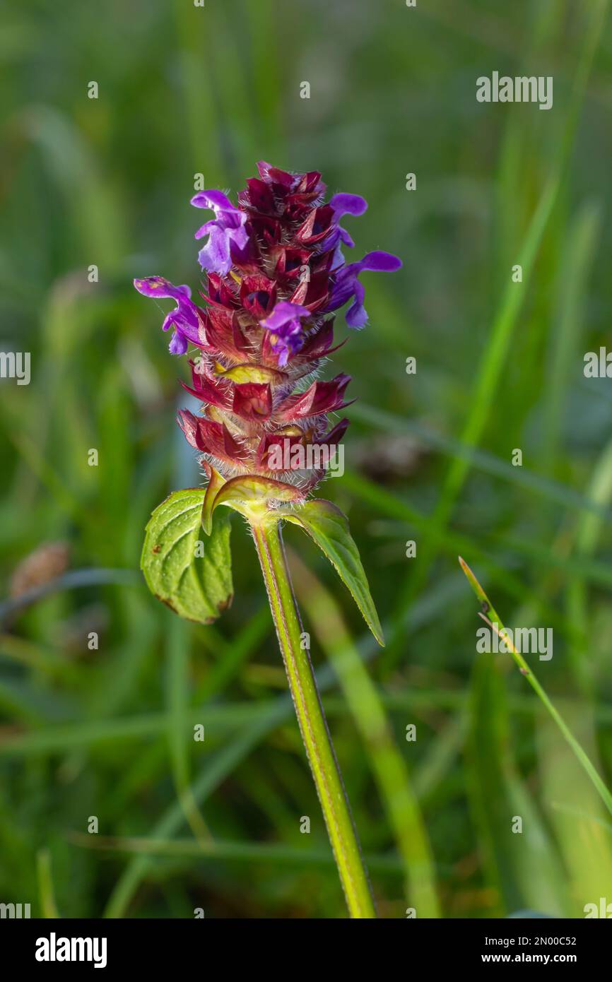 Schöne Prunella vulgaris wachsen auf einer grünen Wiese. Natur leben. Stockfoto