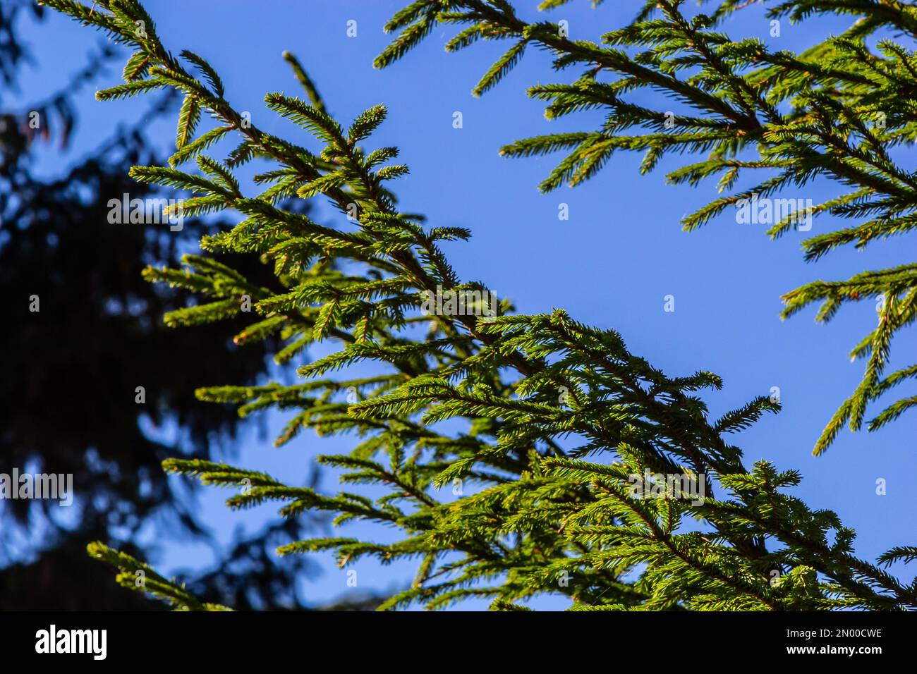 Zweige mit Zapfen Europäische Fichte Picea abies auf blauem Himmel. Stockfoto