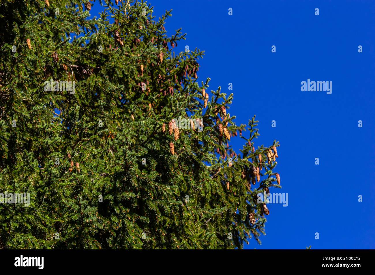 Zweige mit Zapfen Europäische Fichte Picea abies auf blauem Himmel. Stockfoto