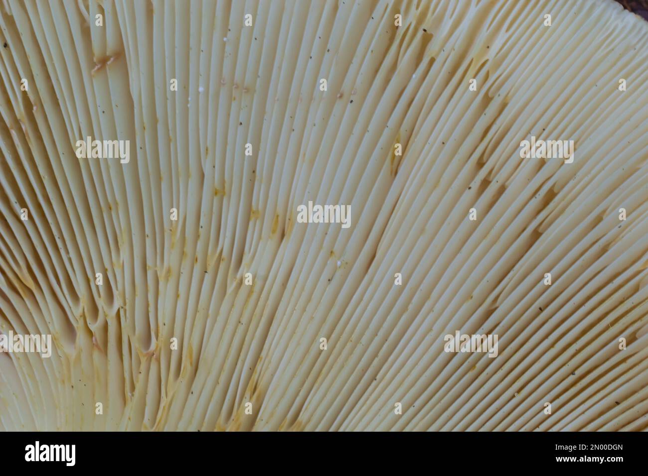 Selektiver Fokus, Nahaufnahme abstrakter Kappen von Champignon-Pilzen-Bodenansicht. Nahrungsmittelhintergrund, Makrofotografie eines Pilzes. Stockfoto