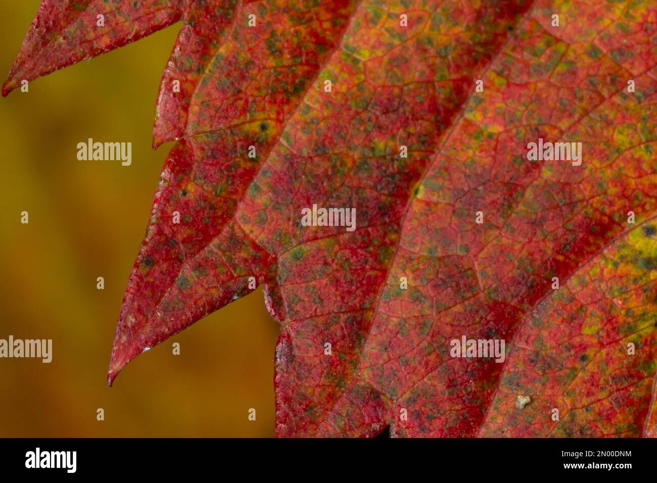 Makrofoto von Herbstlaub. Nahaufnahme der roten Blattstruktur. Perfekt für saisonale Nutzung. Stockfoto