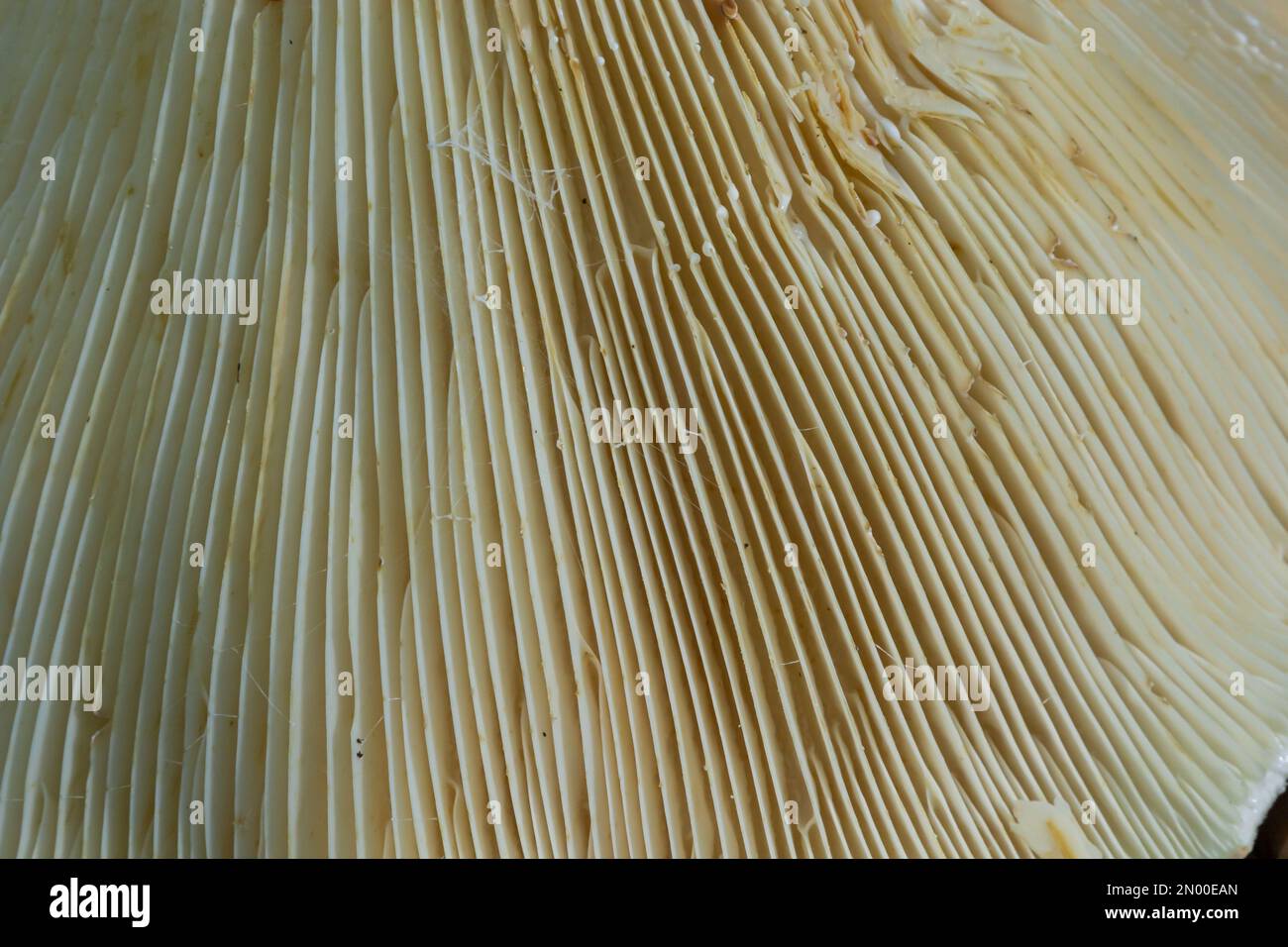 Selektiver Fokus, Nahaufnahme abstrakter Kappen von Champignon-Pilzen-Bodenansicht. Nahrungsmittelhintergrund, Makrofotografie eines Pilzes. Stockfoto