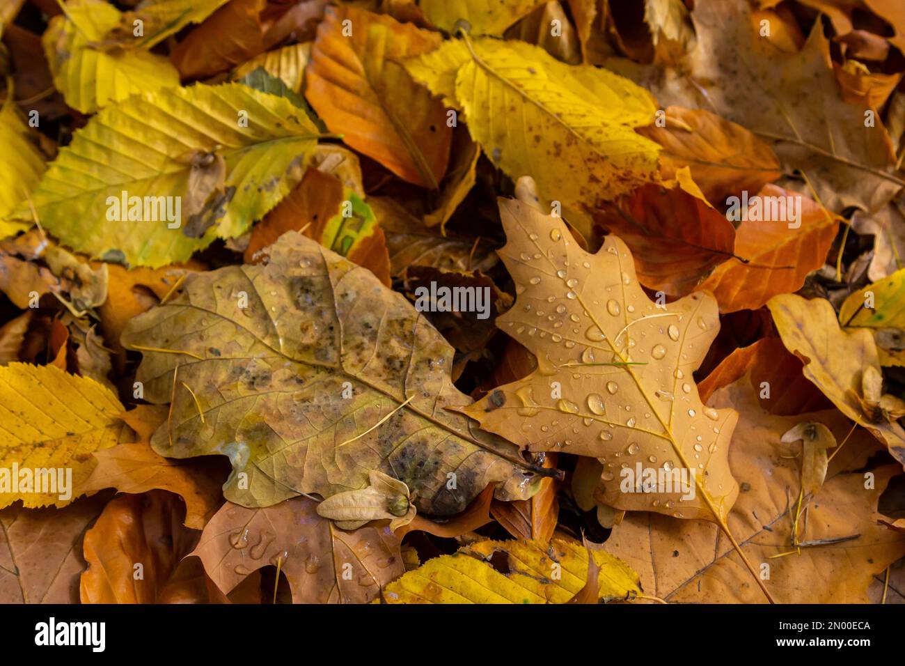 Tau tropft auf ein gelbes Eichenblatt. Konzept der Ankunft des Herbstes, saisonale Änderung der Wetterbedingungen. Stockfoto