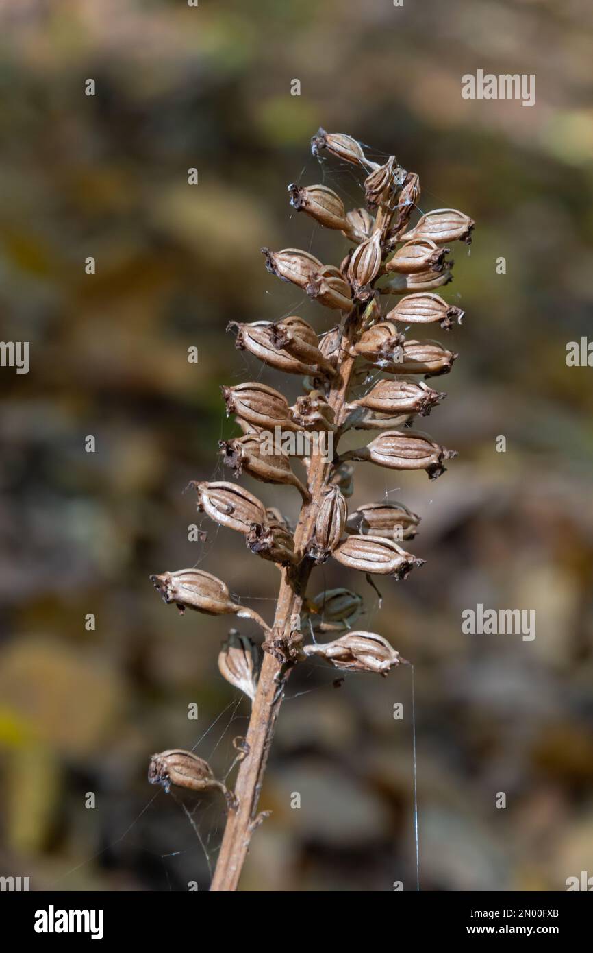 Vogelnest Orchidee Neottia nidus-avis, heterotrophe Orchidee. Im Wald, Nahaufnahme. Stockfoto