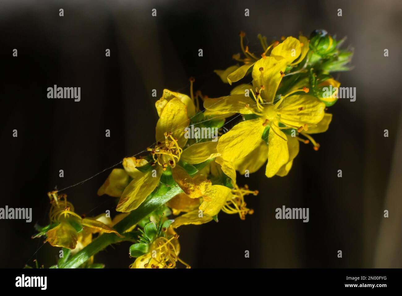 Agrimonia, Eupatoria, ist eine wichtige Heilpflanze mit gelben Blüten. Es ist eine schöne mehrjährige Pflanze und wird auch in der Medizin verwendet. Stockfoto