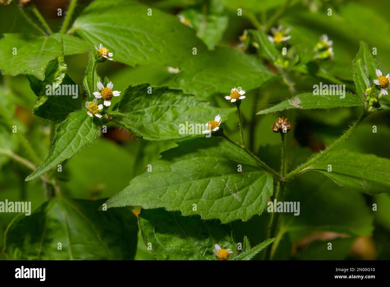 Nahaufnahme Galinsoga quadriradiata ist eine blühende Pflanzensorte der Familie Asteraceae, die unter mehreren gebräuchlichen Namen bekannt ist, einschließlich Shag Stockfoto