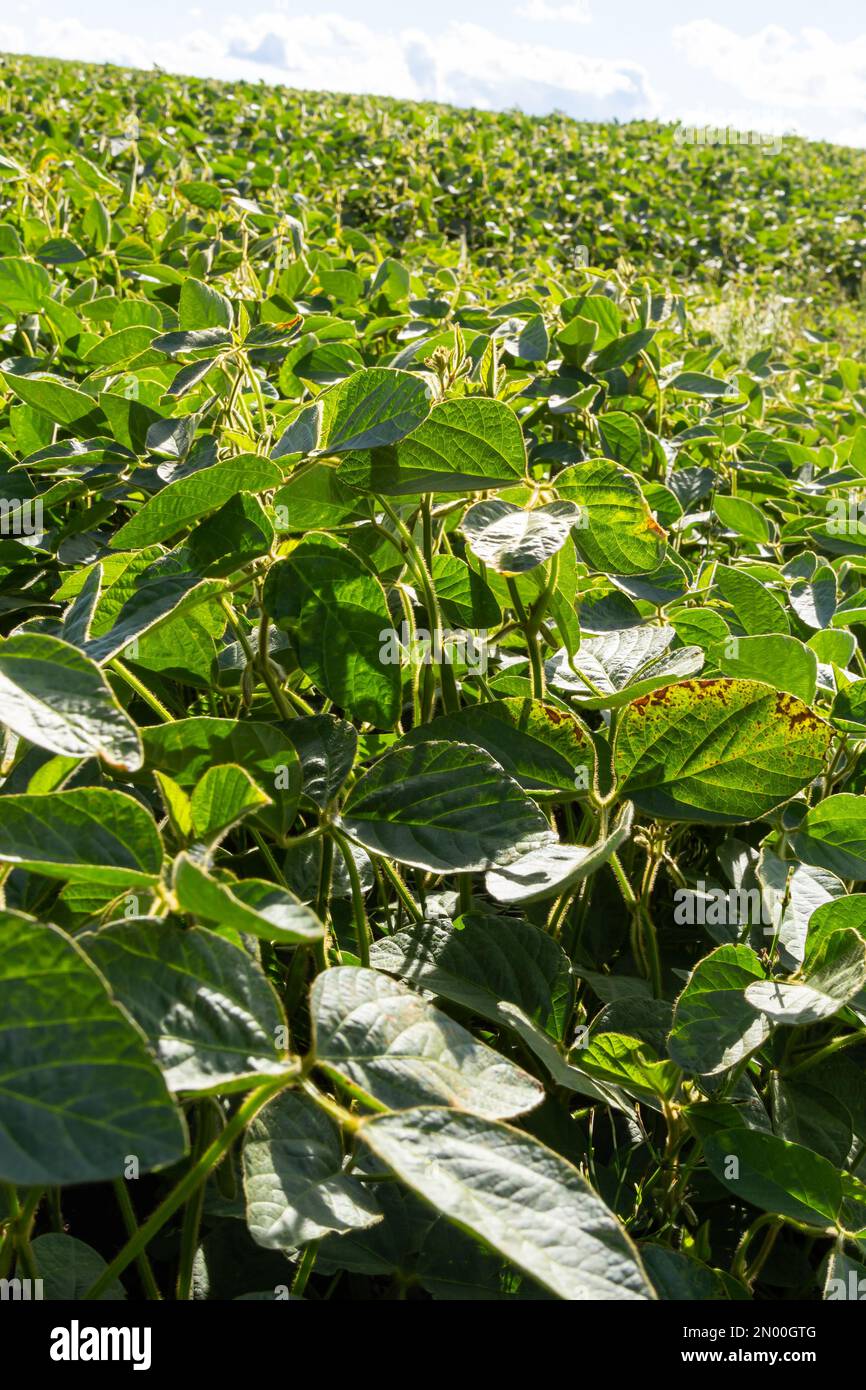 Sojabohnenschoten auf einer Sojabohnenplantage, auf blauem Hintergrund, Nahaufnahme. Sojapflanze. Soja-Kapseln. Sojabohnenfeld. Stockfoto