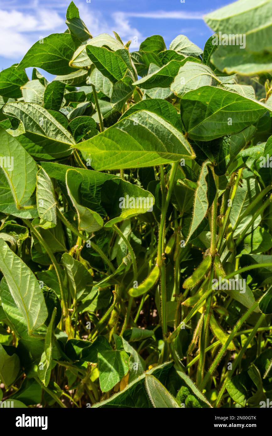 Sojabohnenschoten auf einer Sojabohnenplantage, auf blauem Hintergrund, Nahaufnahme. Sojapflanze. Soja-Kapseln. Sojabohnenfeld. Stockfoto