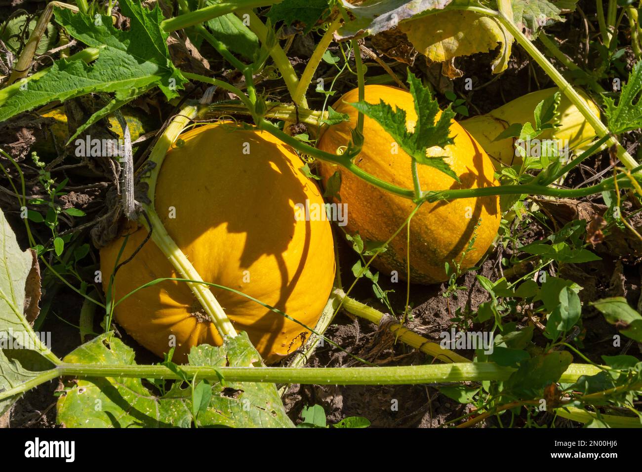 Buttercup-Kürbis - grüner süßer Kürbis im Garten, Bauernhof. Kürbis pflanzt den Garten. Stockfoto
