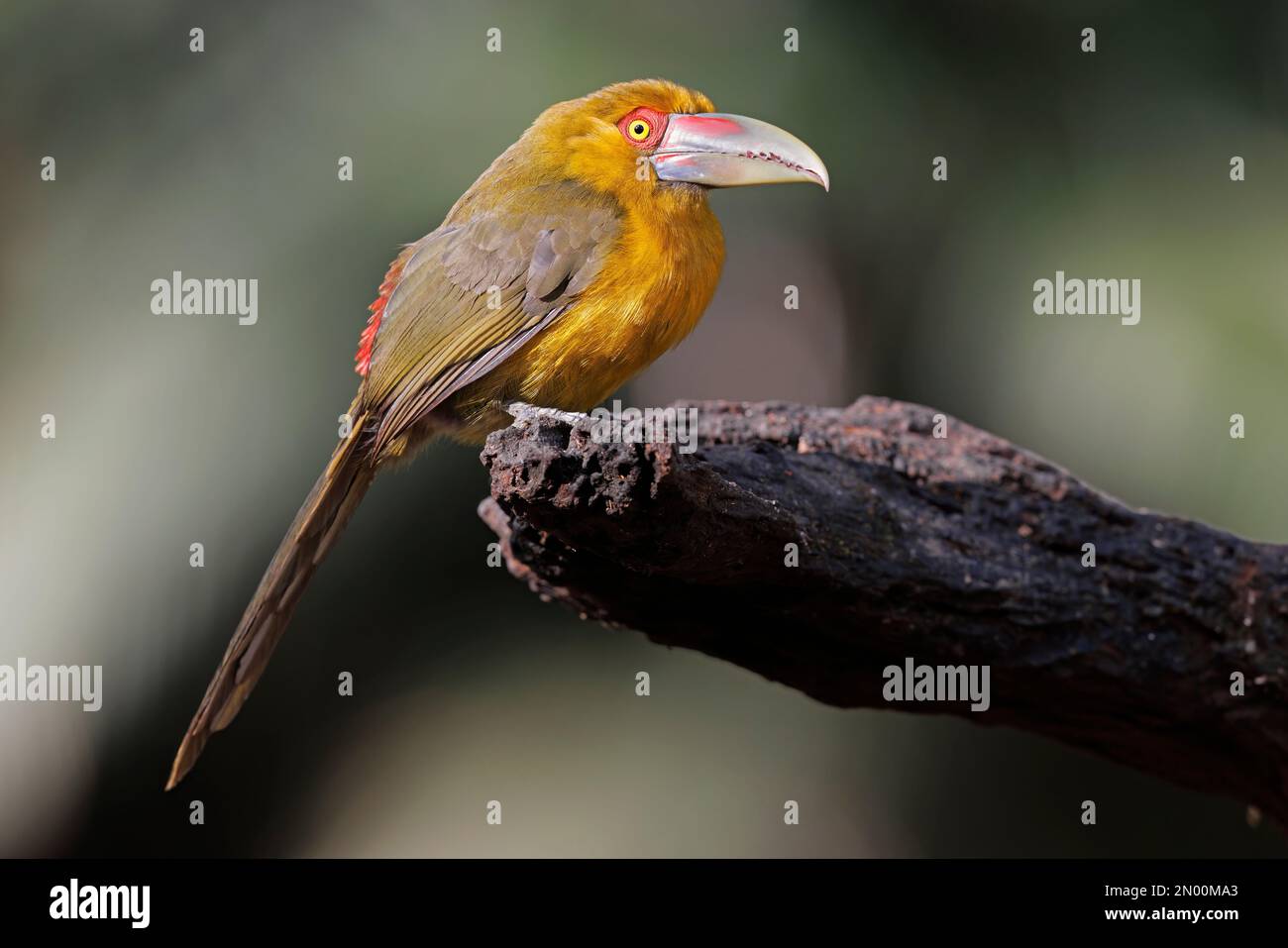 Safran Tucanet, Trilha dos Tucanos, SP, Brasilien, August 2022 Stockfoto