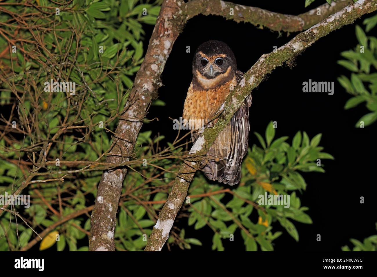 Tawny-Browed Owl, Trilha dos Tucanos, SP, Brasilien, August 2022 Stockfoto