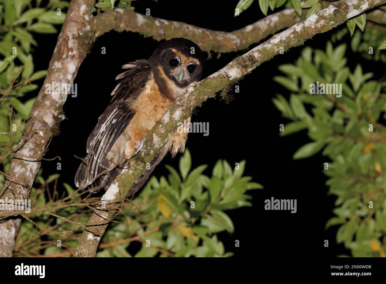 Tawny-Browed Owl, Trilha dos Tucanos, SP, Brasilien, August 2022 Stockfoto