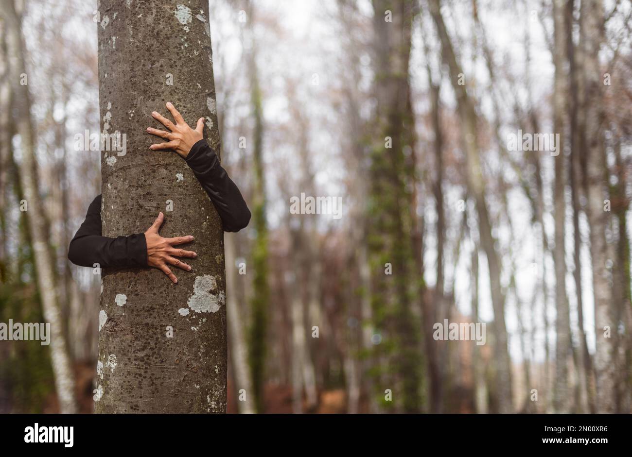 Die Arme einer Frau umschließen den Stamm eines Baumes. Eine Person in direktem Kontakt mit der Natur und dem Wald. Balneotherapie. Stockfoto