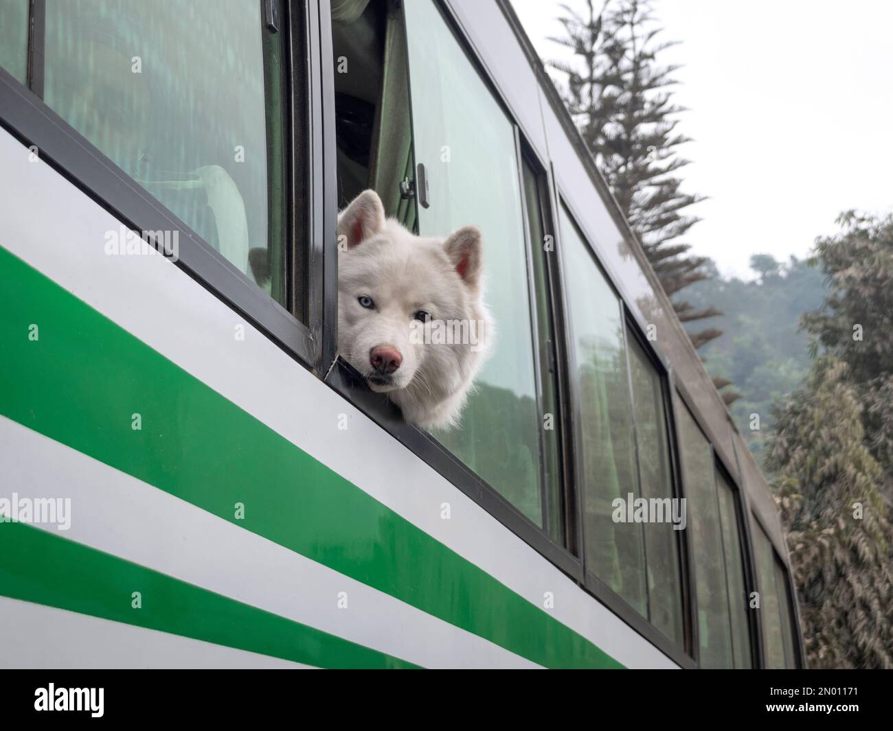 Der samoierte Hund sah aus wie ein Touristenbus nach Pokhara, Nepal. Stockfoto