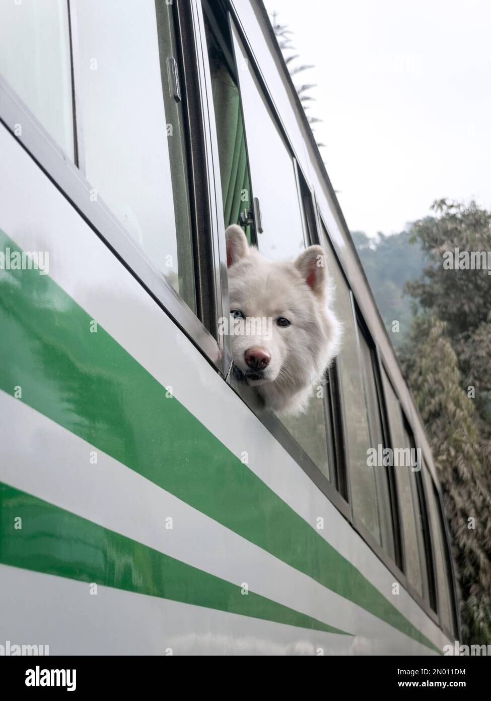 Nahaufnahme des Samoyerten Hundes, der aus einem Touristenbus nach Pokhara, Nepal, zuvorkommend aussah. Stockfoto