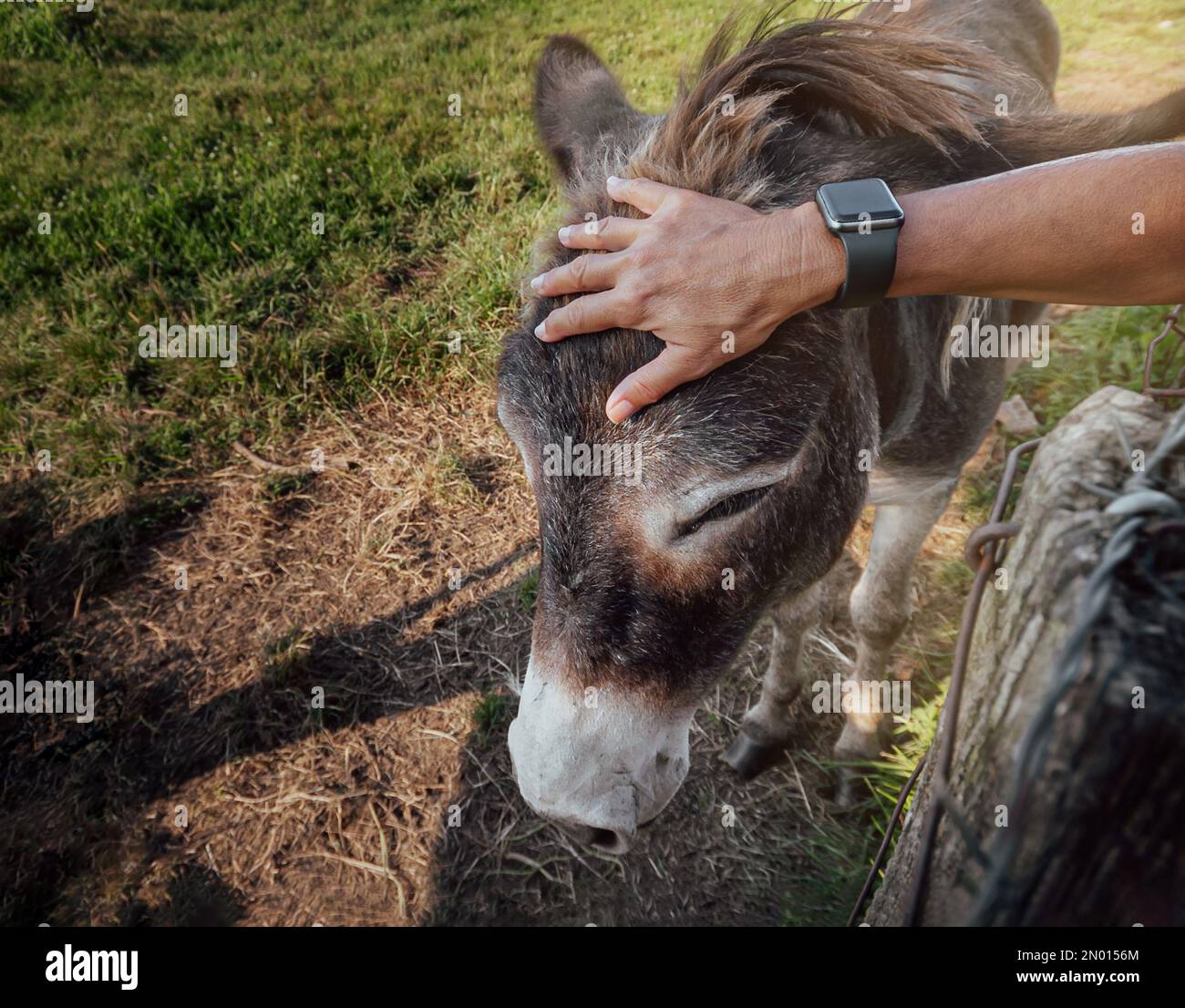 Die Hand einer Person im Vordergrund streichelt liebevoll den Kopf eines Esels in Freiheit. Konzept der Pflege und des Tierschutzes. Okologie und Envir Stockfoto