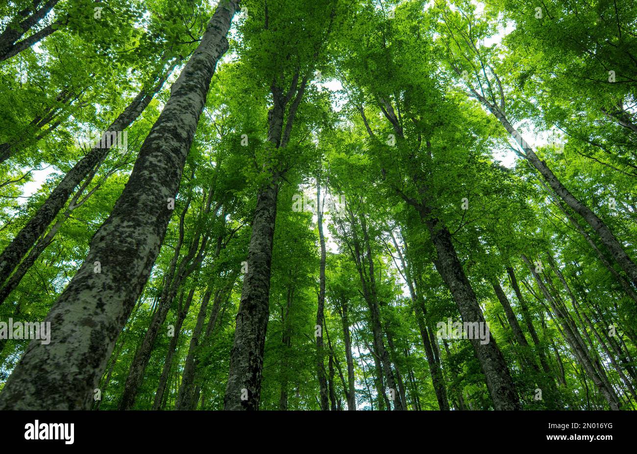 Der Cansiglio Wald ist ein großes natürliches, historisches und kulturelles Erbe im Herzen der Region Venetien Stockfoto