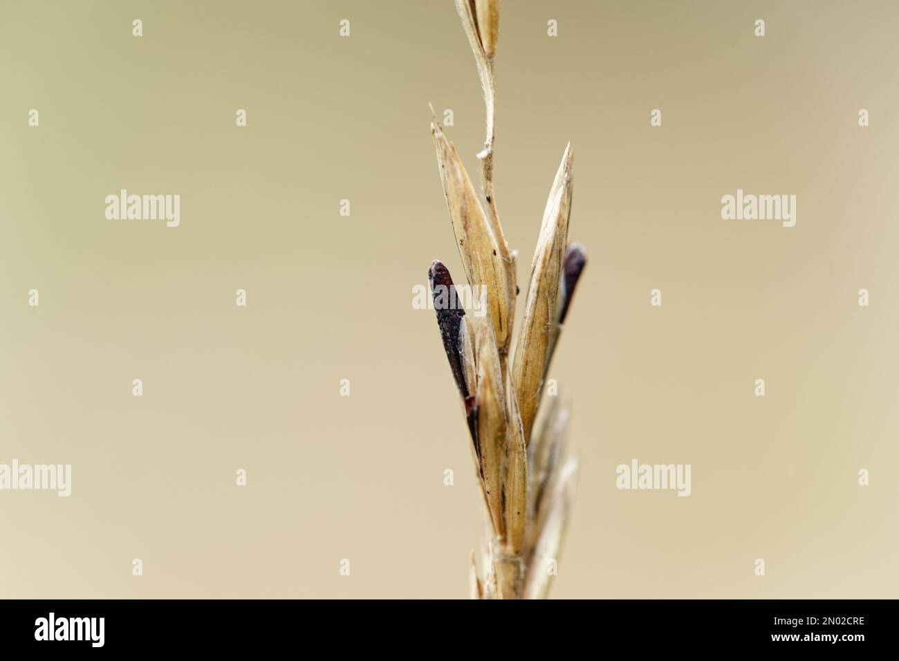 Mutterkornpilz (Claviceps purpurea), der auf Wildgras wächst Stockfoto