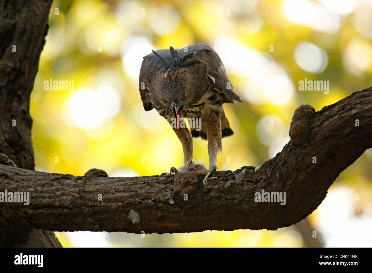 Hawk-Adler (Nisaetus cirrhatus) auf dem Ast, der sich von einem kleinen Vogel ernährt. Pench-Nationalpark, Madya Pradesh, Indien Stockfoto