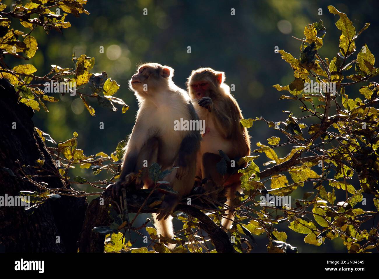 Rhesus Macaques (Macaca mulatta) auf dem Ast, in der Morgensonne. Jim Corbett National Park, Indien Stockfoto