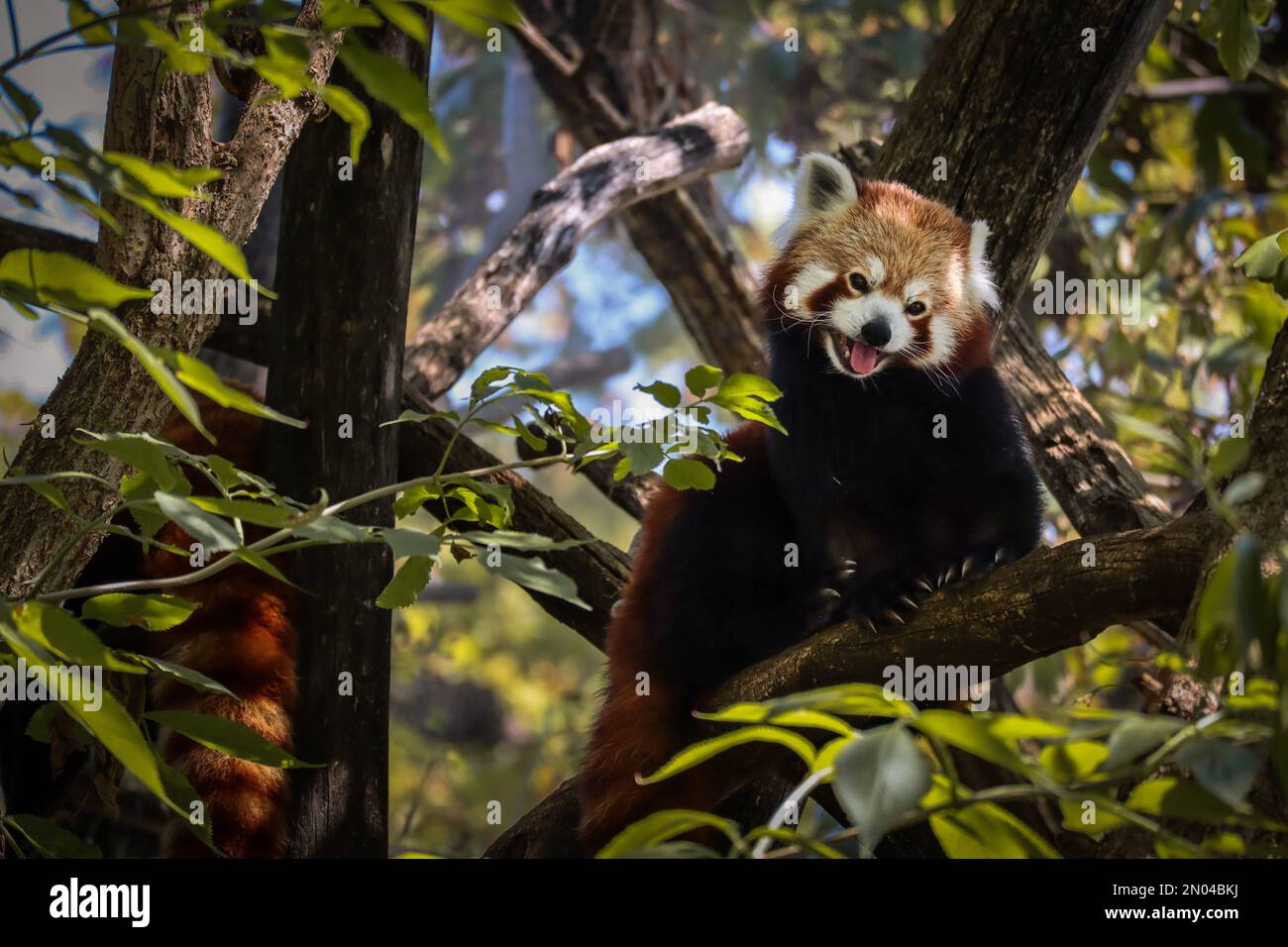 Süßer roter Panda mit Zunge im Zoo. Kleiner Panda auf Baumzweig im Zoologischen Garten. Stockfoto