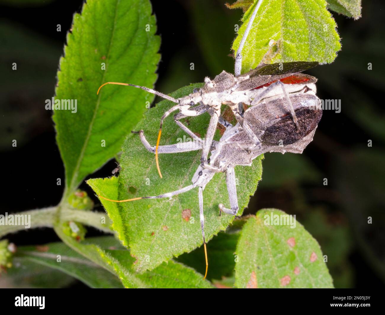 Paarung von Käfern des Attentäters (Reduviidae) im Regenwald, Provinz Orellana, Ecuador Stockfoto