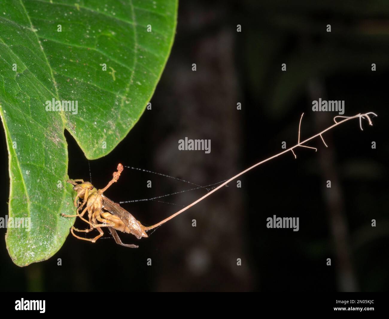 Cordyceps fungus (Ophiocordyceps sp.) bei der Infektion einer Wespe, Provinz Orellana, Ecuador Stockfoto