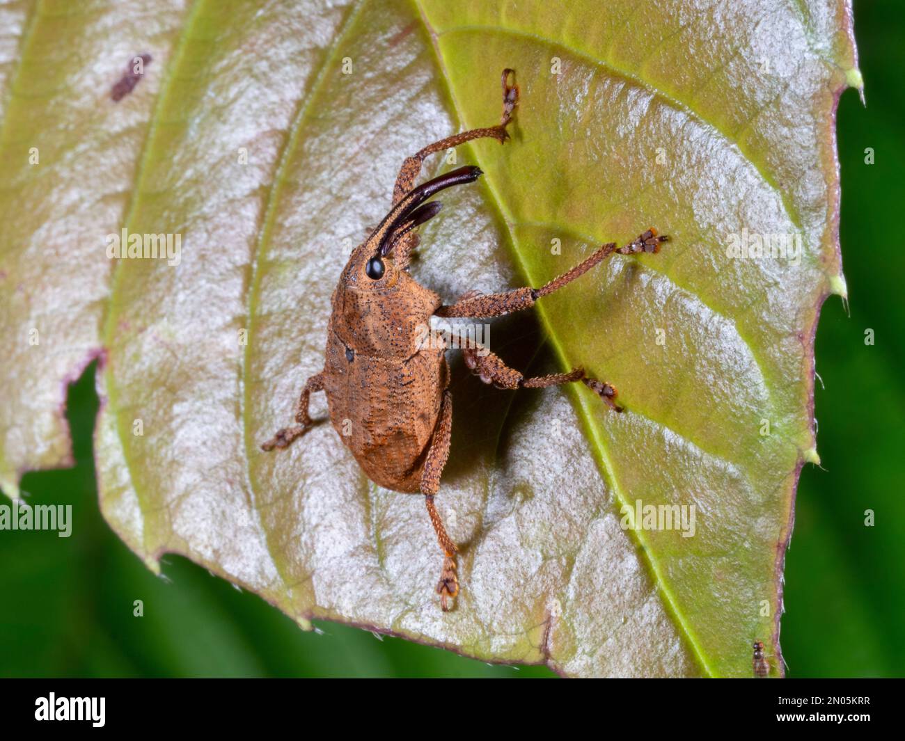 Ein kleines Weevil (Familie Curculionidae) auf einem Regenwaldblatt, Provinz Orrllana, Ecuador Stockfoto