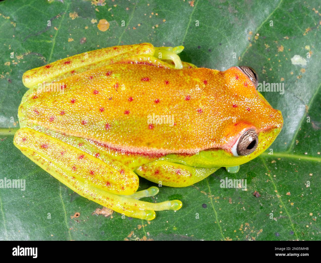 Flecktreefrog (Boana punctata), Provinz Orellana, Ecuador Stockfoto