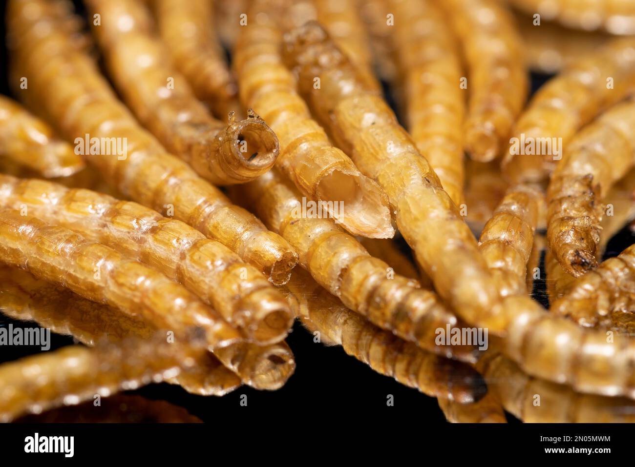 Lebensmittel der Zukunft, Mehlwürmer. Proteinreich und Umweltfreundlich. Stockfoto