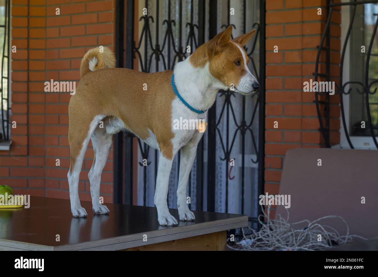 Schönes Außenporträt des reifen basenji, das auf einem Tisch auf der Sommerveranda sitzt Stockfoto