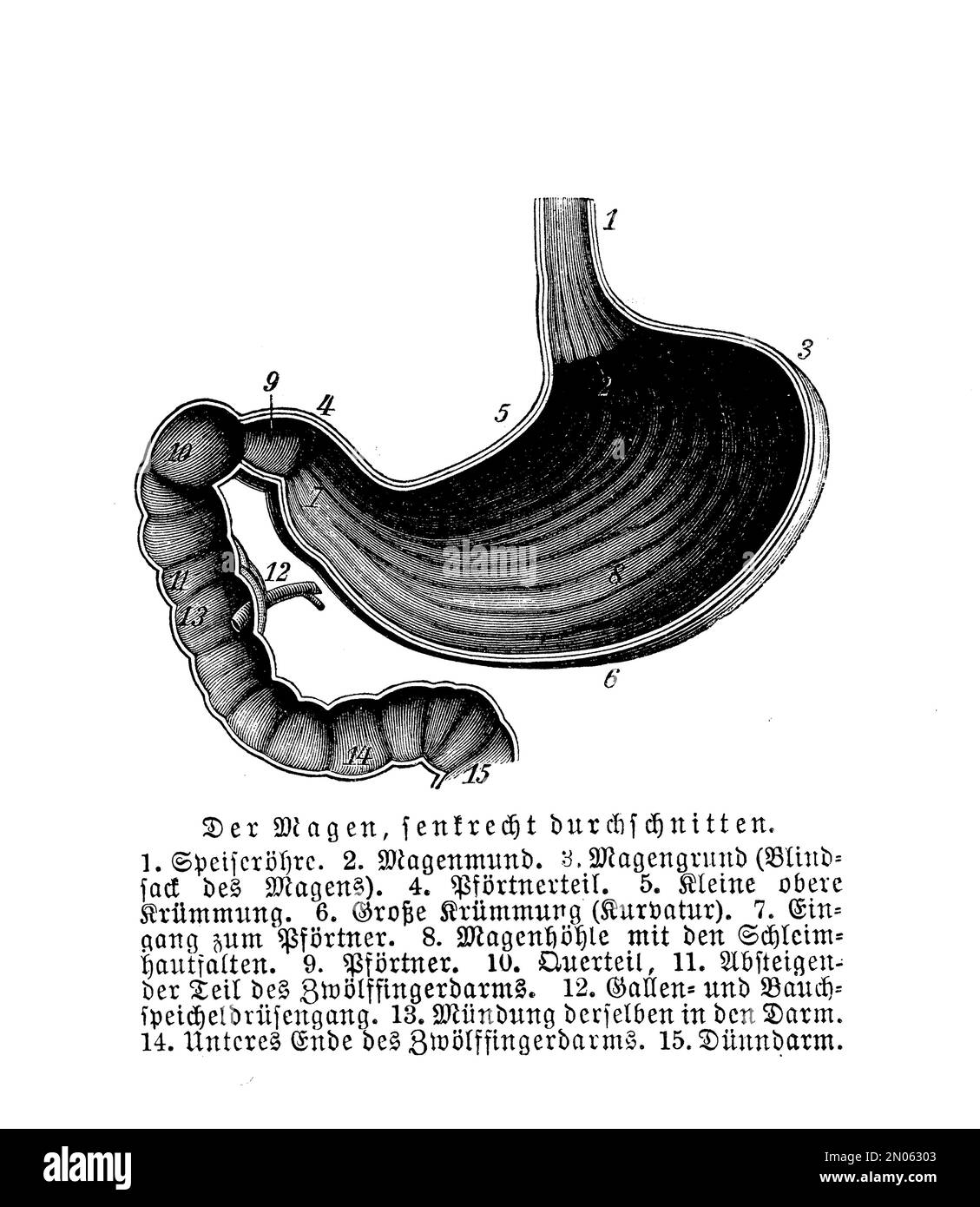 Vintage Illustration der Anatomie, menschlicher Magen mit deutschen Beschreibungen Stockfoto