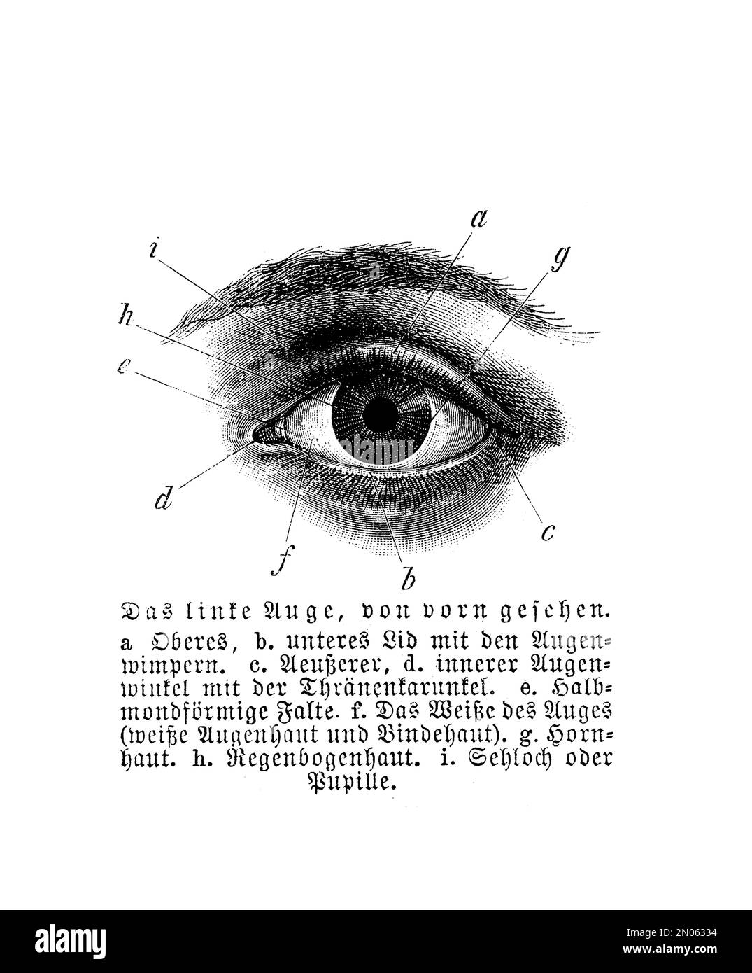 Anatomie - menschliches Auge, Vintage-Gravur mit deutschen Beschreibungen Stockfoto