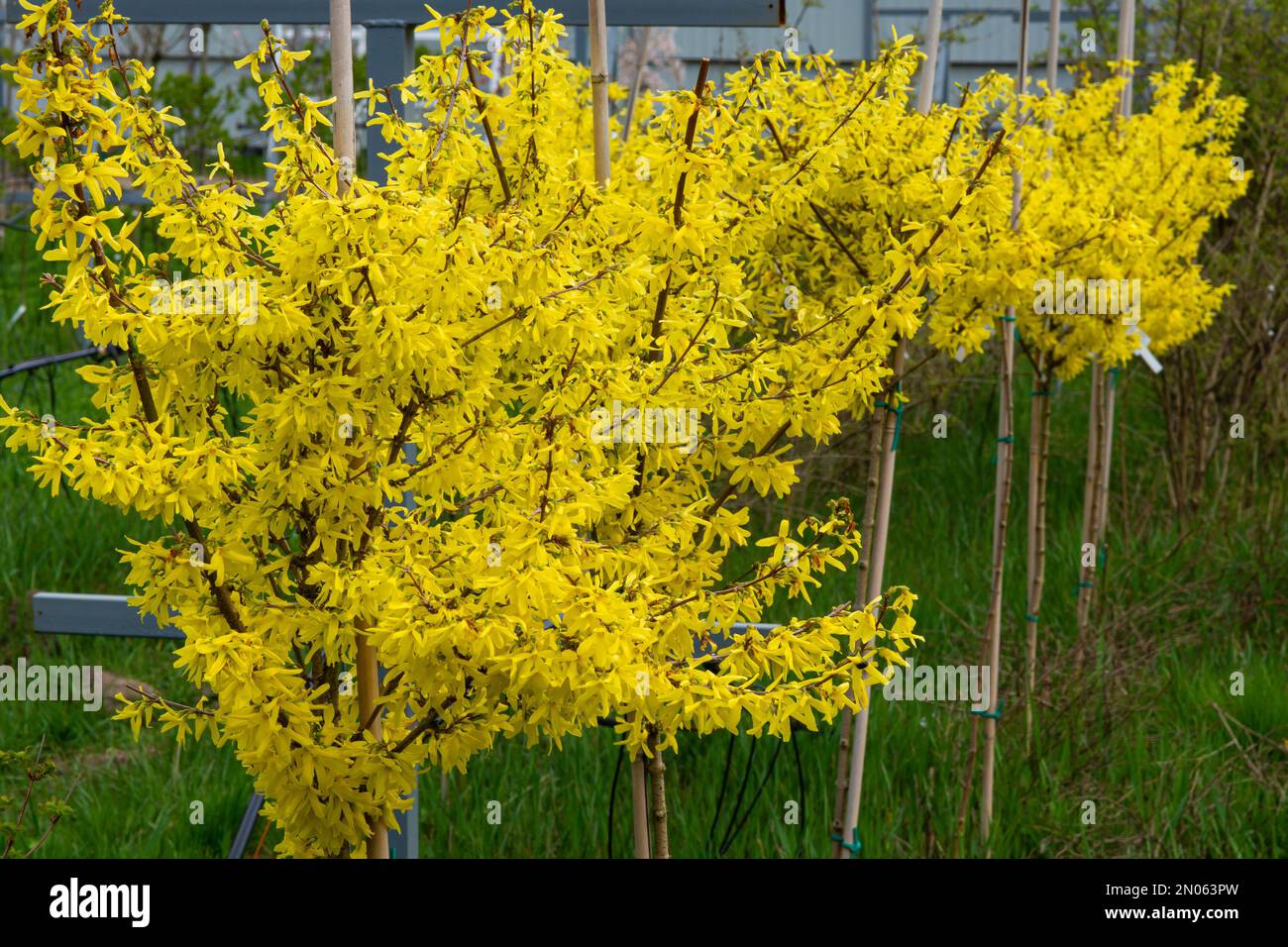 Zarte, ziemlich hellgelbe Forsythienblüten im Frühling. Stockfoto