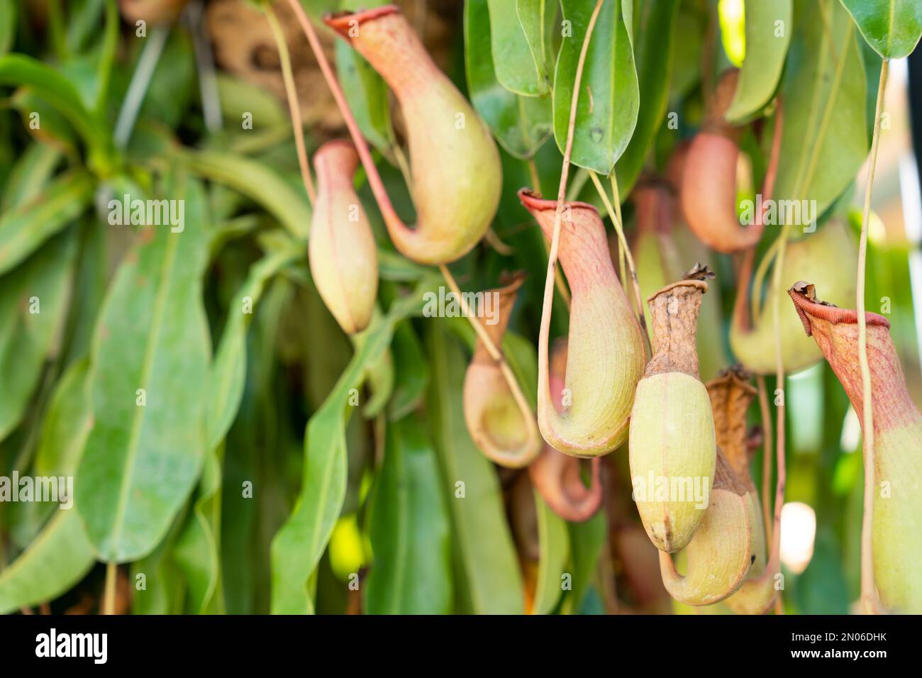 Tropische Kannenpflanze oder Nepenthes im Garten. Stockfoto