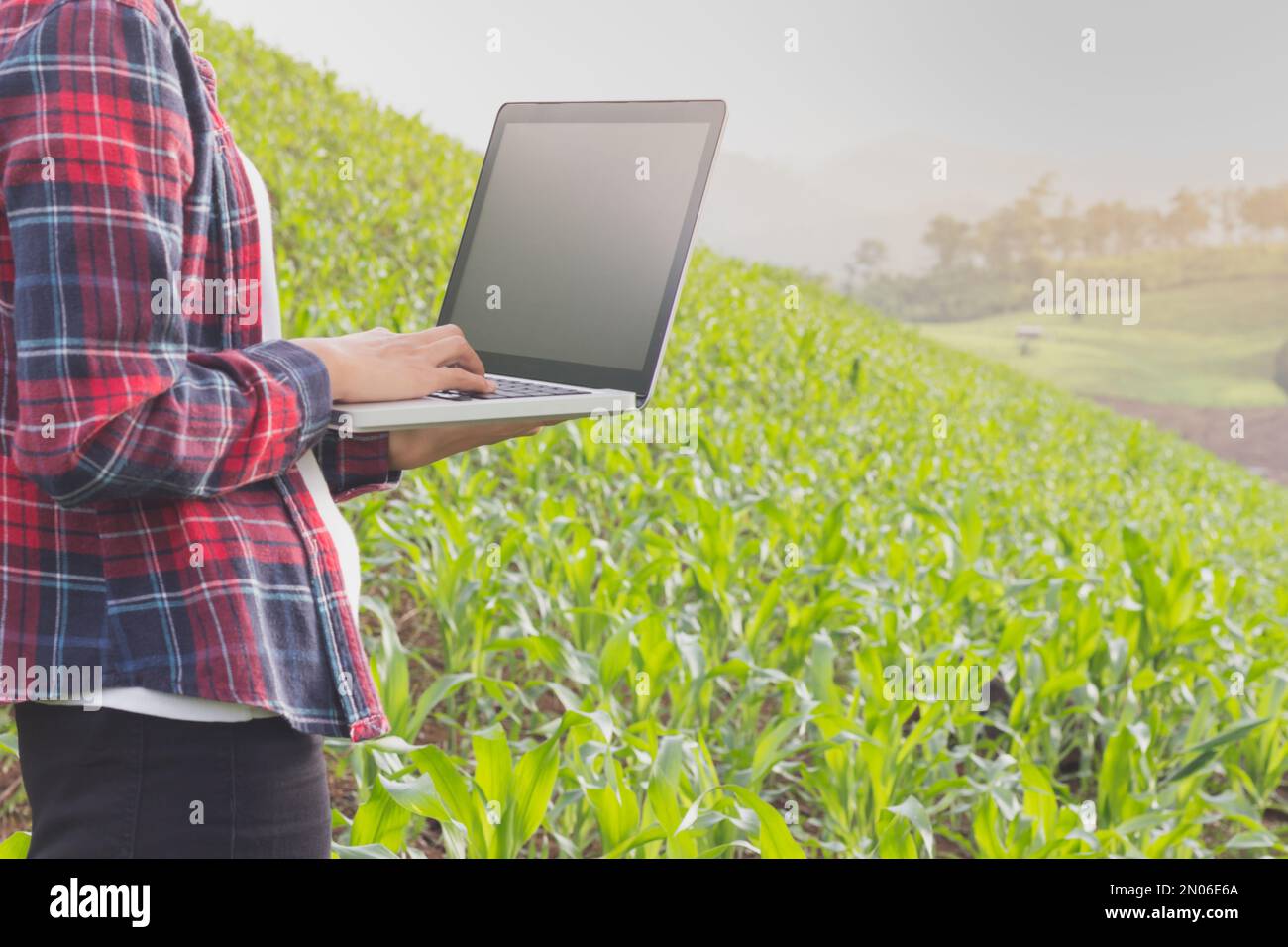 Weibliche Landwirtin, die das Wachstum von Mais auf Maisfeldern registriert. . Stockfoto