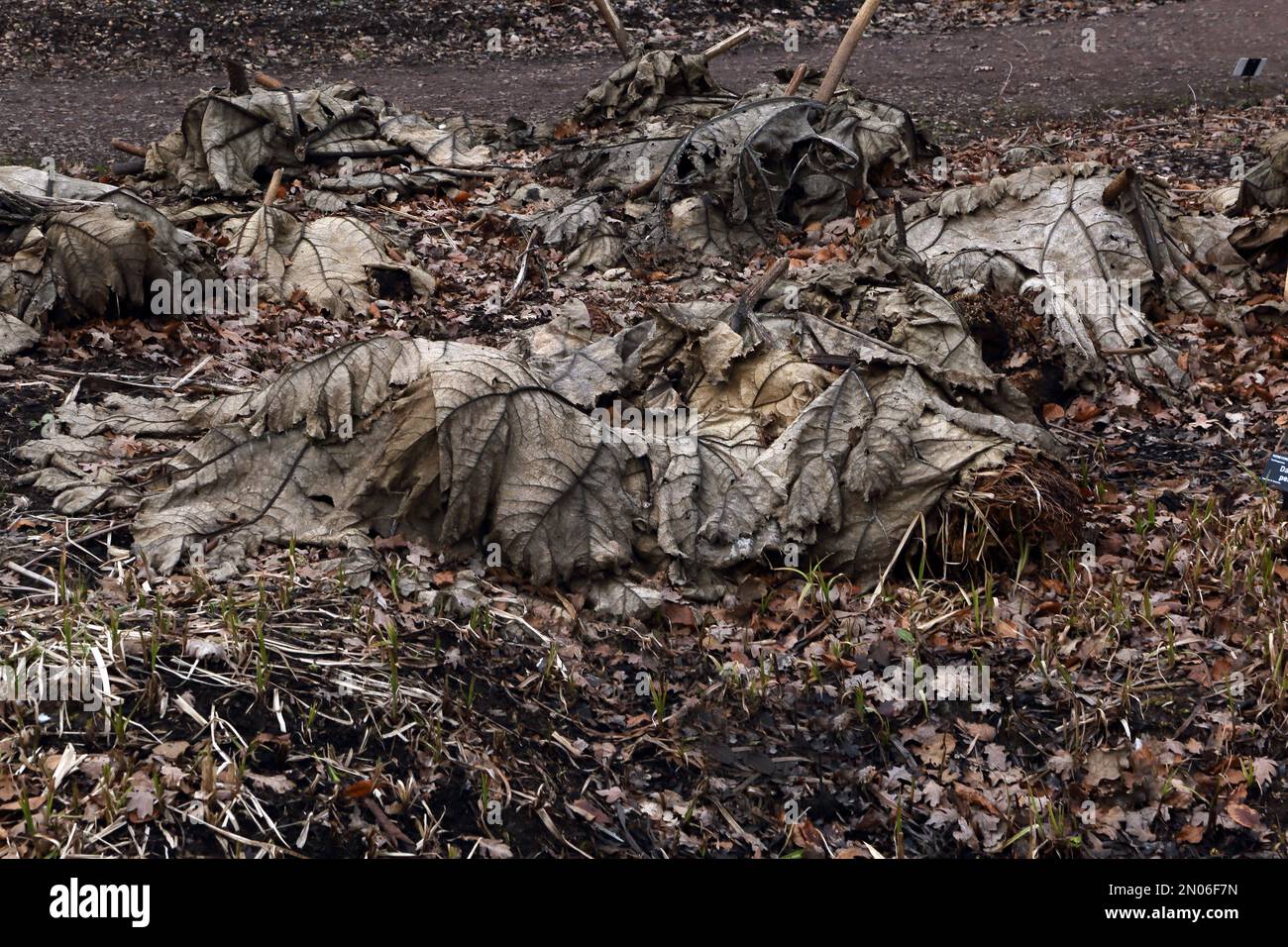 Tote Gunnera Leaves and Flowers im Winter in Wisley Surrey England Stockfoto