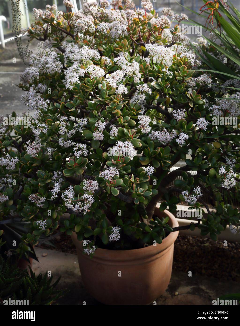 Blühender Geldbaum in Wisley Surrey England Stockfoto