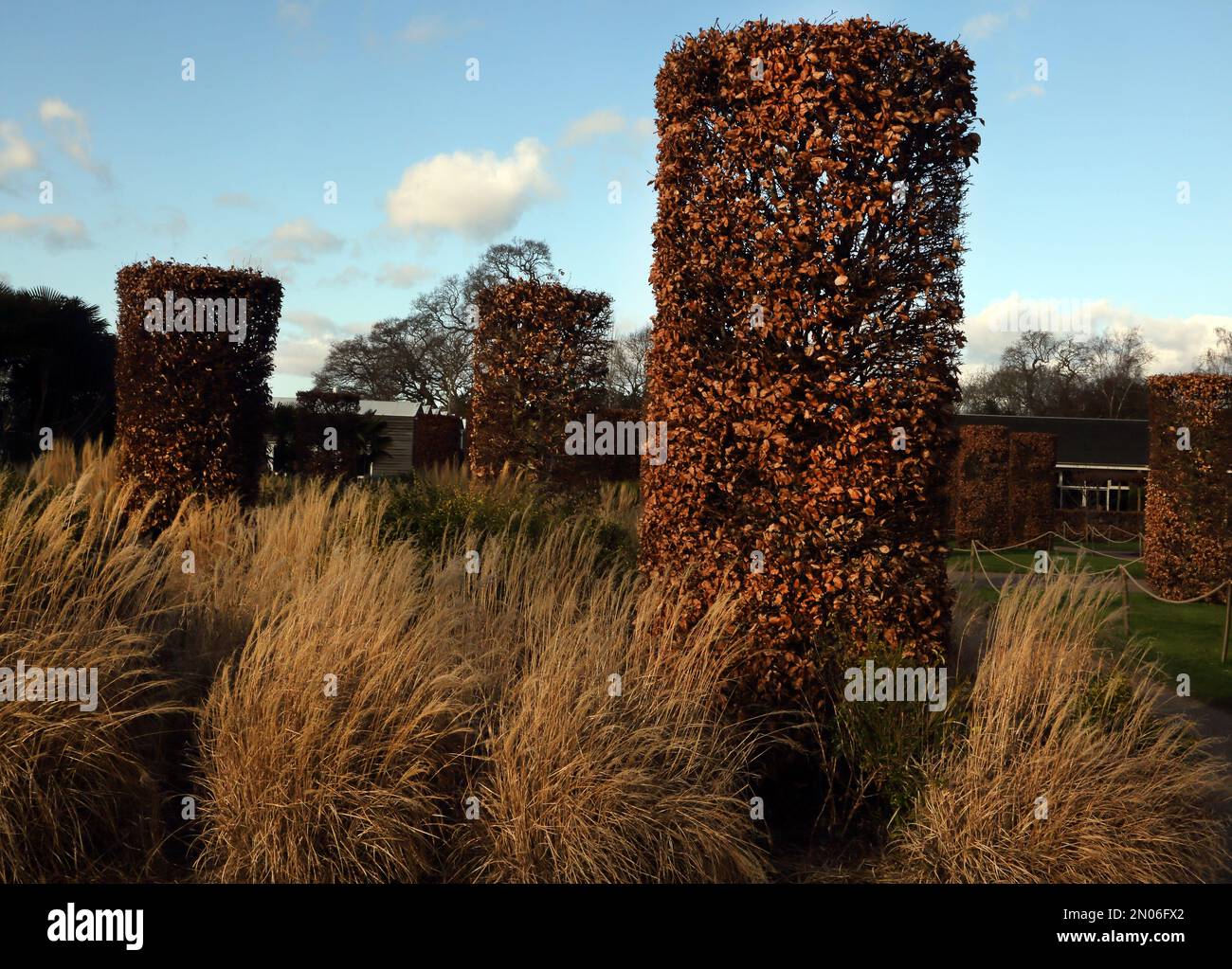 Im Winter in den Wisley RHS Gardens Surrey England bearbeitete Buchensäulen (Fagus sylvatica) Stockfoto