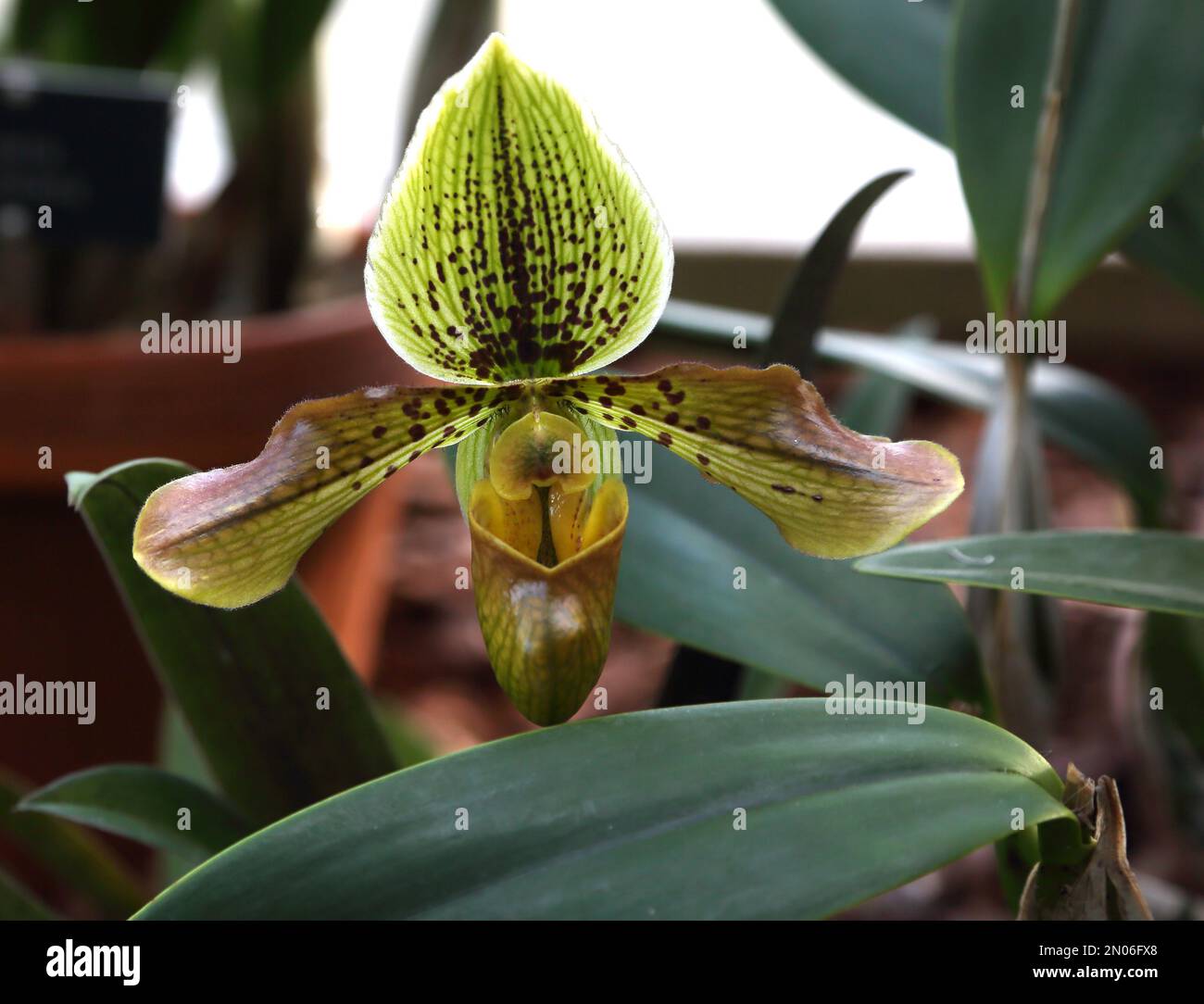 Paphiopedilum (Many Waters gx V Sunland gx) x Venustum Orchid, die in Wisley Surrey England angebaut wird Stockfoto