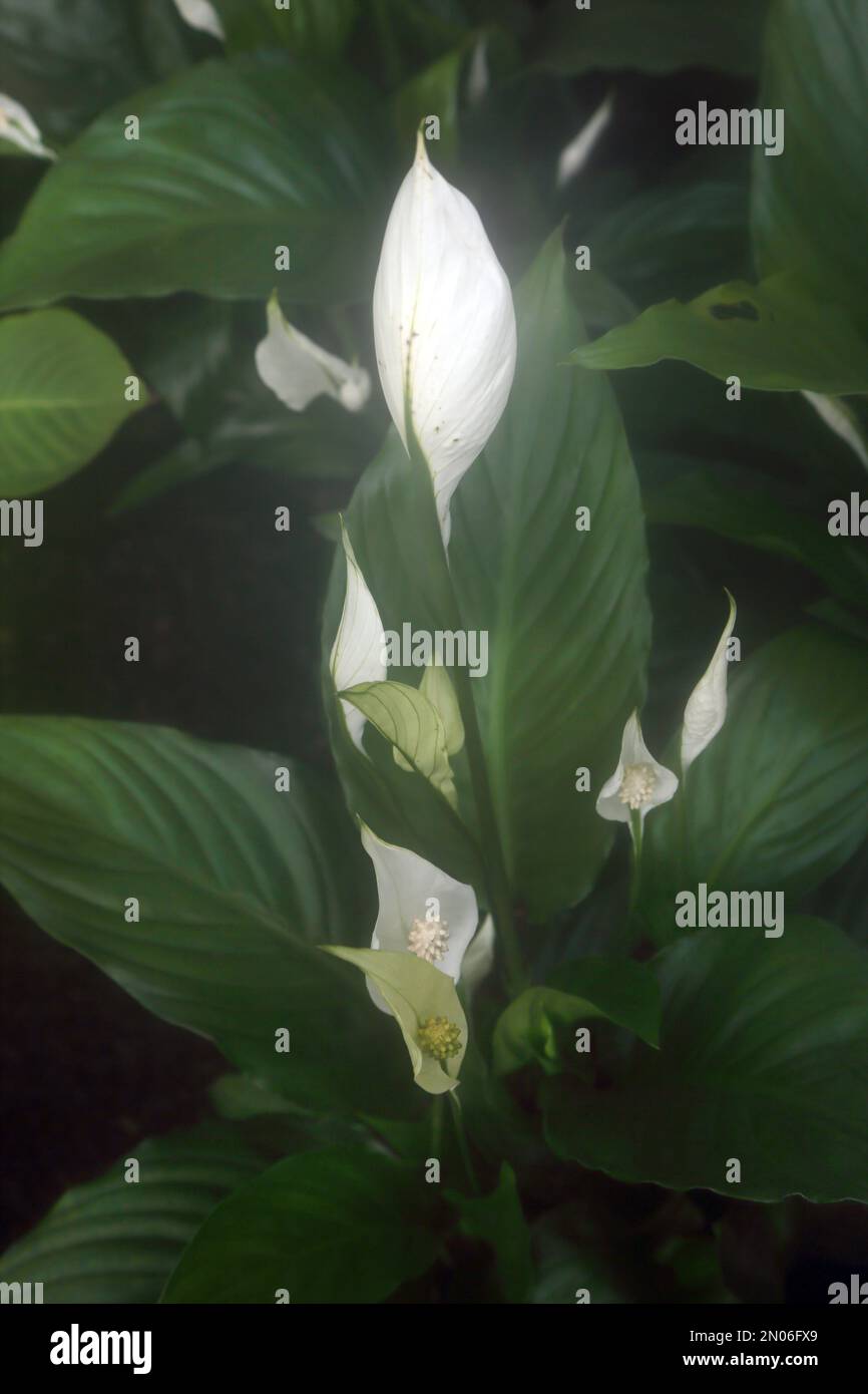 Osterlilien in Wisley Surrey England Stockfoto