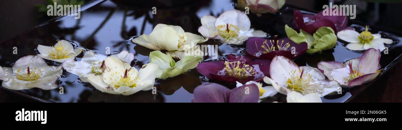 Hellebore Blossom im Winter in Wisley Surrey England Stockfoto