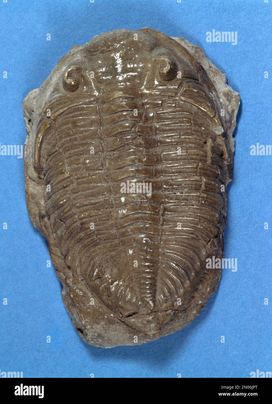 Trilobit Fossil Extinct Marine Arthropod Stockfoto