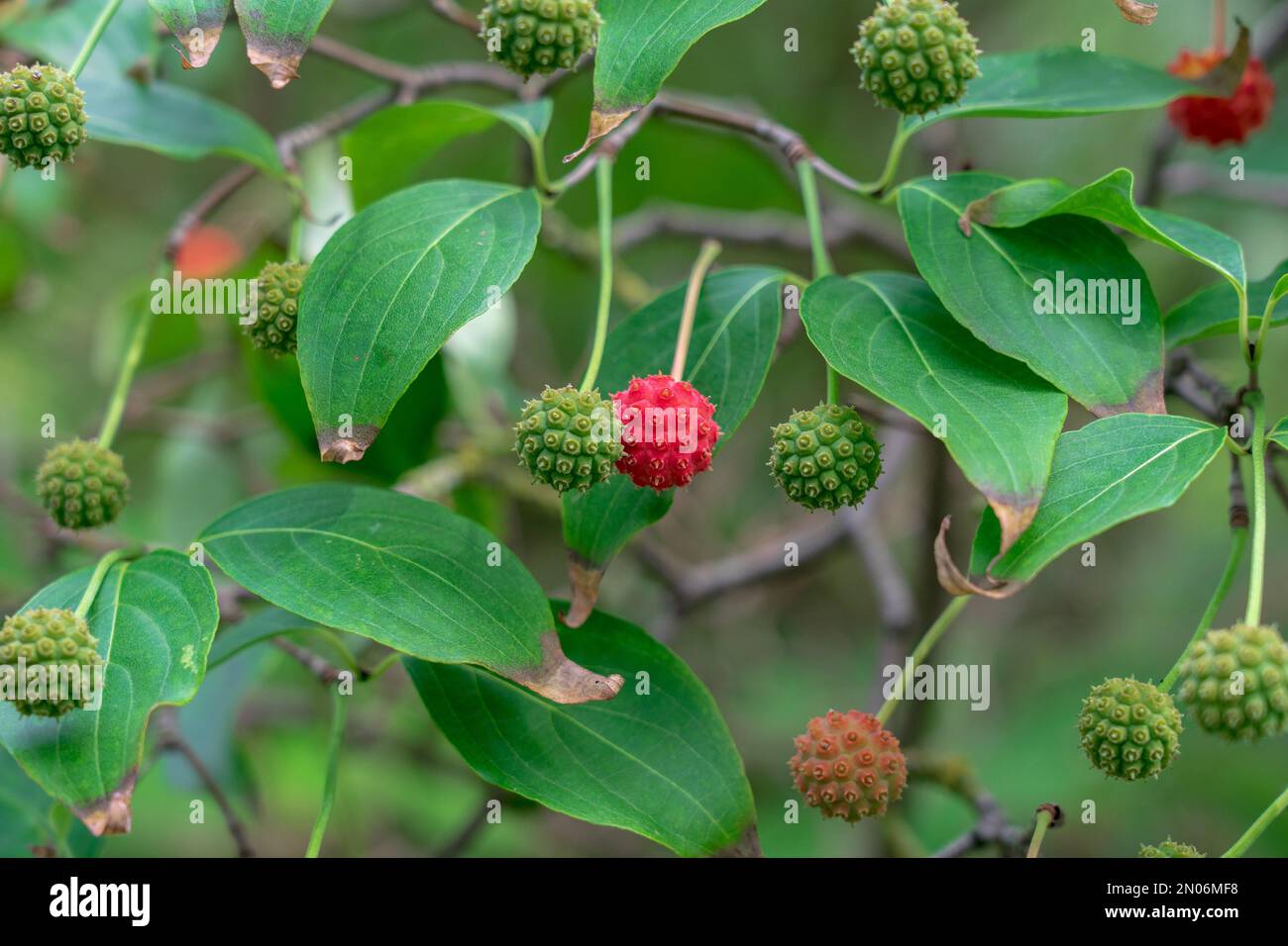 Reife und unreife Früchte und Blätter von Cornus kousa. Stockfoto